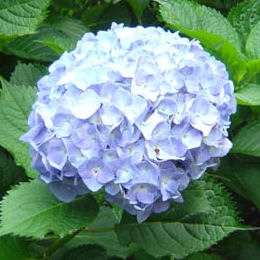 Hydrangea macro Altona